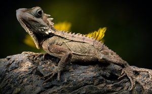 Adopter reptile : comment le choisir ?