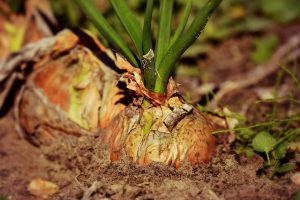 Planter oignon : tout ce que vous devez savoir