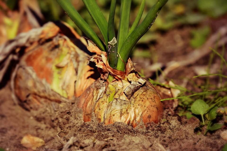 Planter oignon