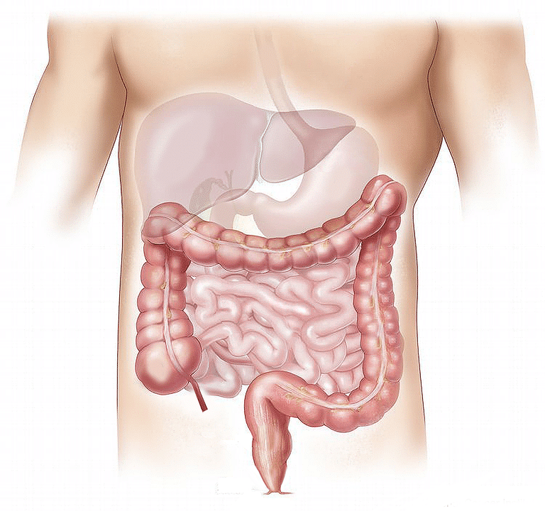 Vers intestinaux