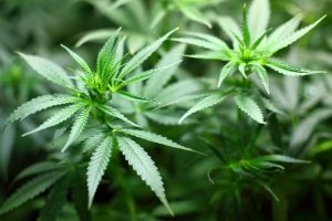 Acheter cannabis : n’est-ce pas illégal ?