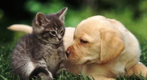 Assurance animaux : pourquoi en choisir ?
