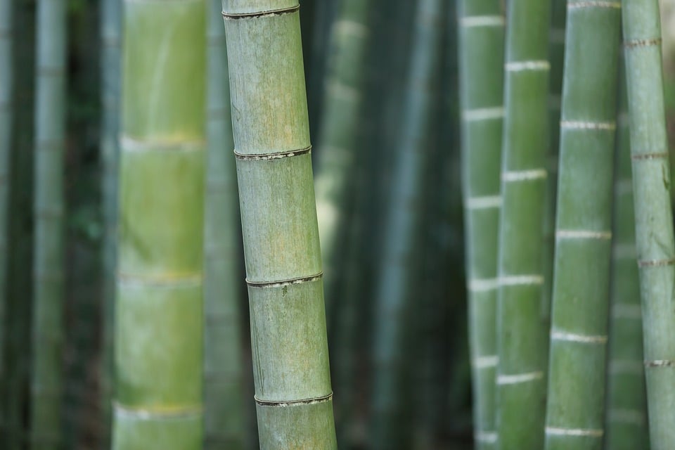 Planter bambou : tout ce qu’il faut savoir avant de se lancer