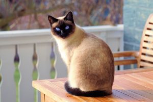 Lit chat : en finir avec le pipi sur le lit