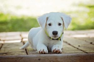 Assurance chien : pourquoi assurer son animal ?