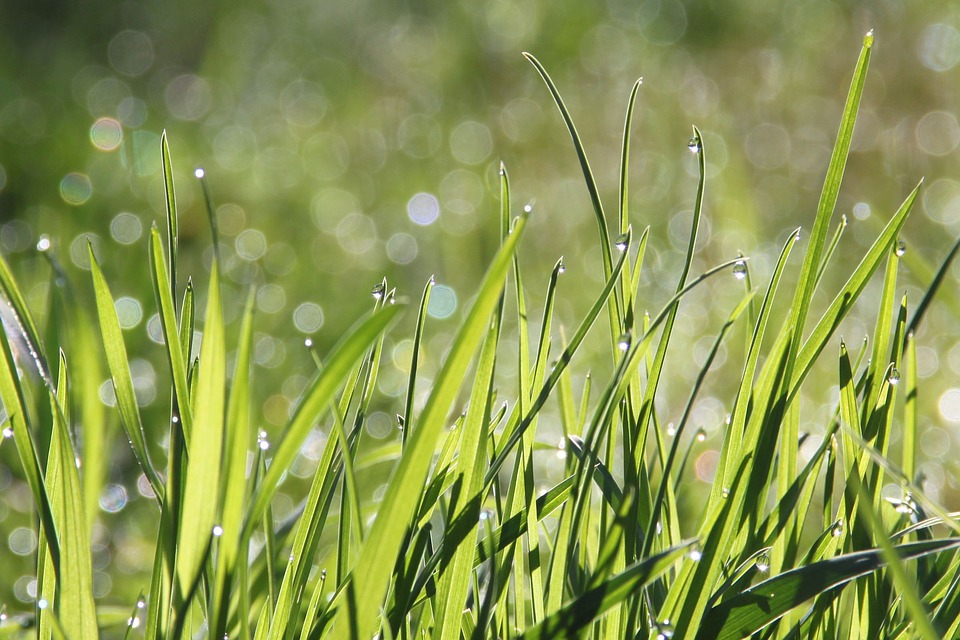 Désherbant naturel : nos conseils d'utilisation