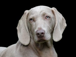 Chiens intelligents : le classement des 10 chiens les plus intelligents