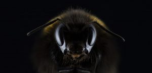 Différence abeille guêpe : comment les distinguer ?
