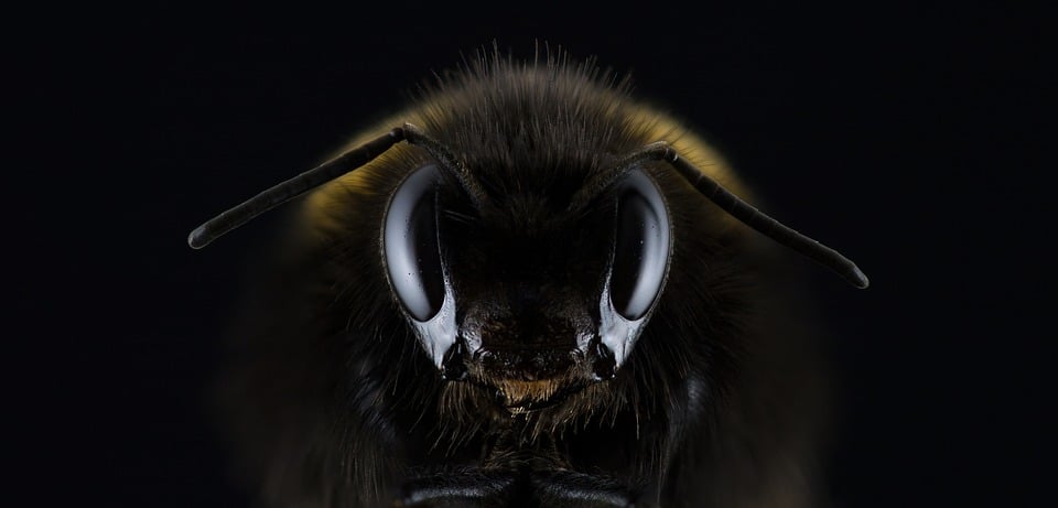 Différence abeille guêpe : comment les distinguer ?