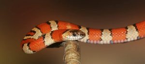 Serpent venimeux : les espèces vivant en France