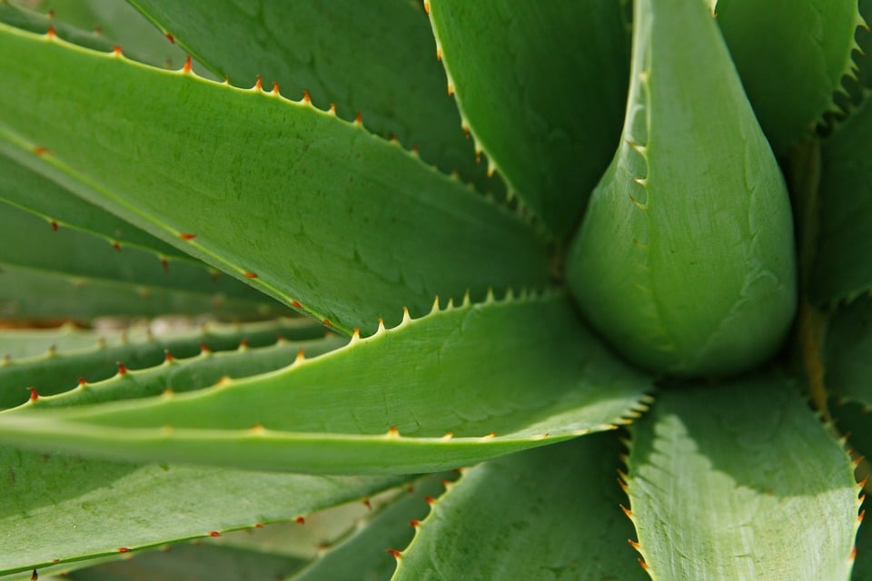 Aloe vera : quels sont ses bienfaits