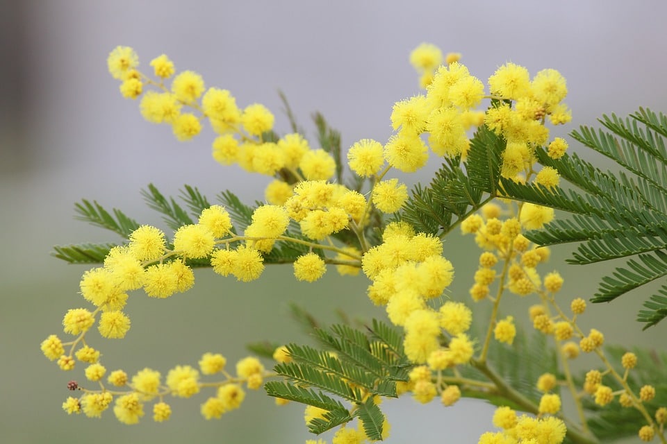 Mimosa : l’essentiel à savoir