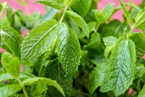 Menthe : plantation et entretien