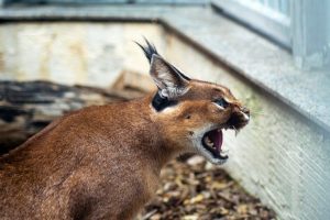 Chat caracal : unique en son genre