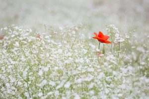 Purin de Rhubarbe : la panacée aux maux de vos plantes ?