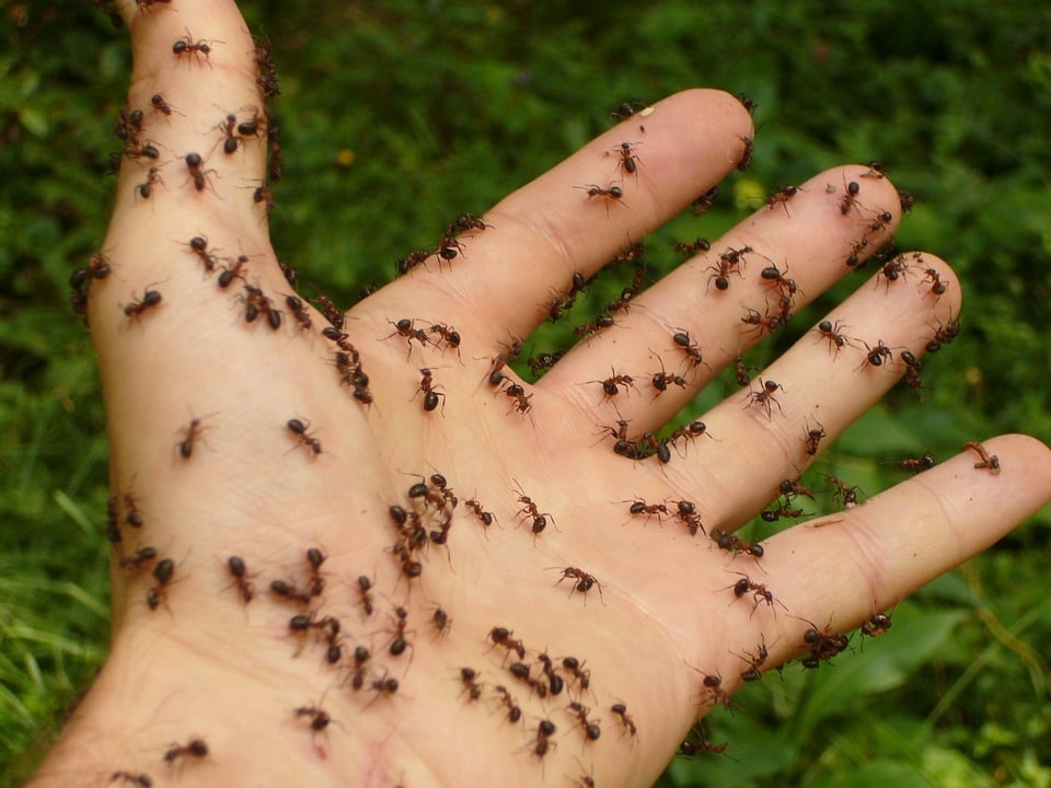 Comment se débarrasser des fourmis : tous nos conseils