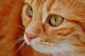 Maladie des griffes du chat : l’essentiel à savoir