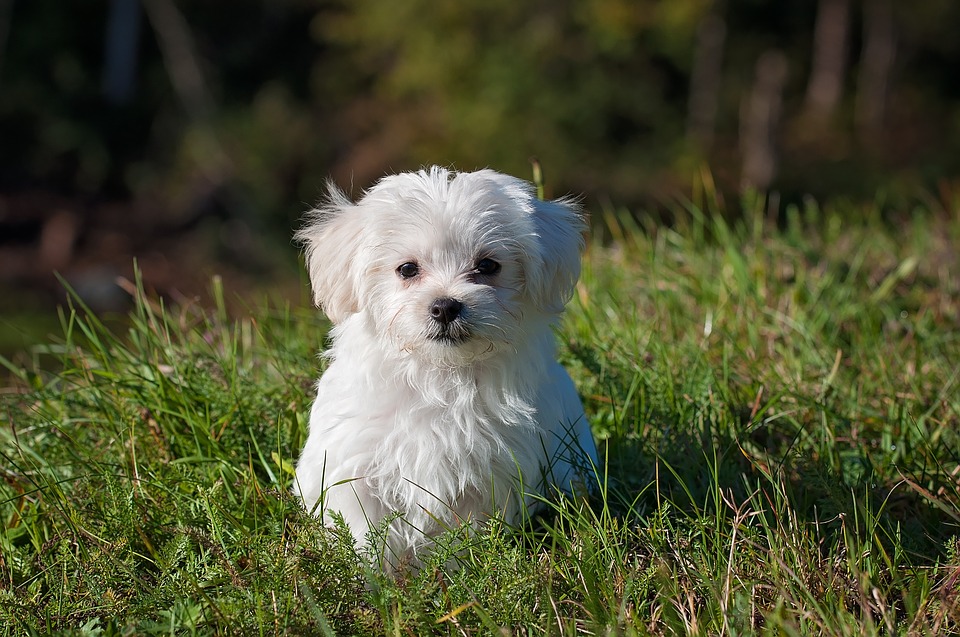 Petit animal de compagnie : comment choisir ?