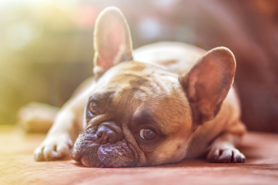 Mon chien se gratte : que faut-il faire ?