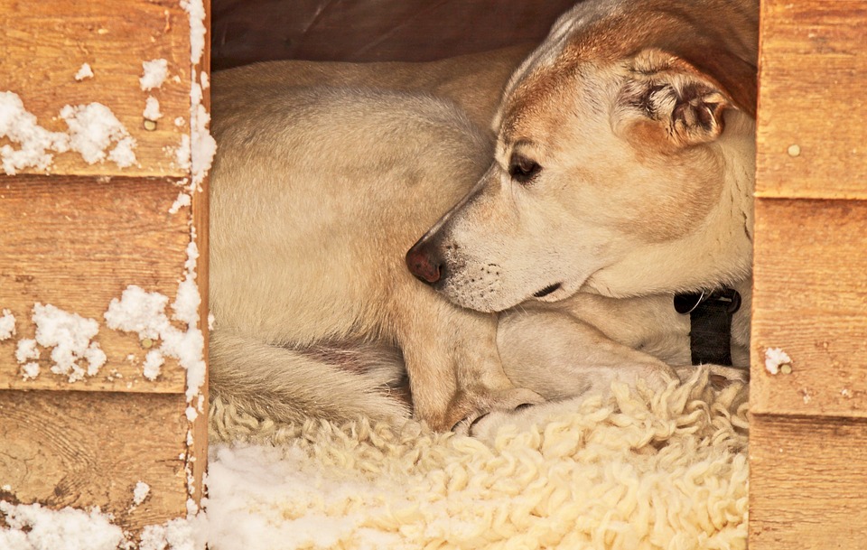 Niche pour chien : ce qu’il faut savoir