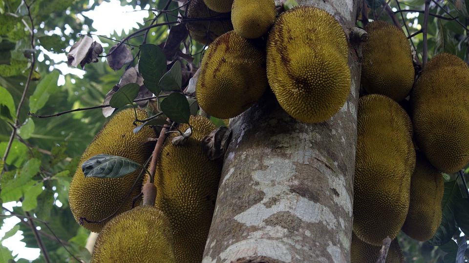 Fruit du jacquier : l’essentiel à savoir sur le plus gros fruit au monde