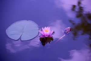 Lotus kamasutra : le guide