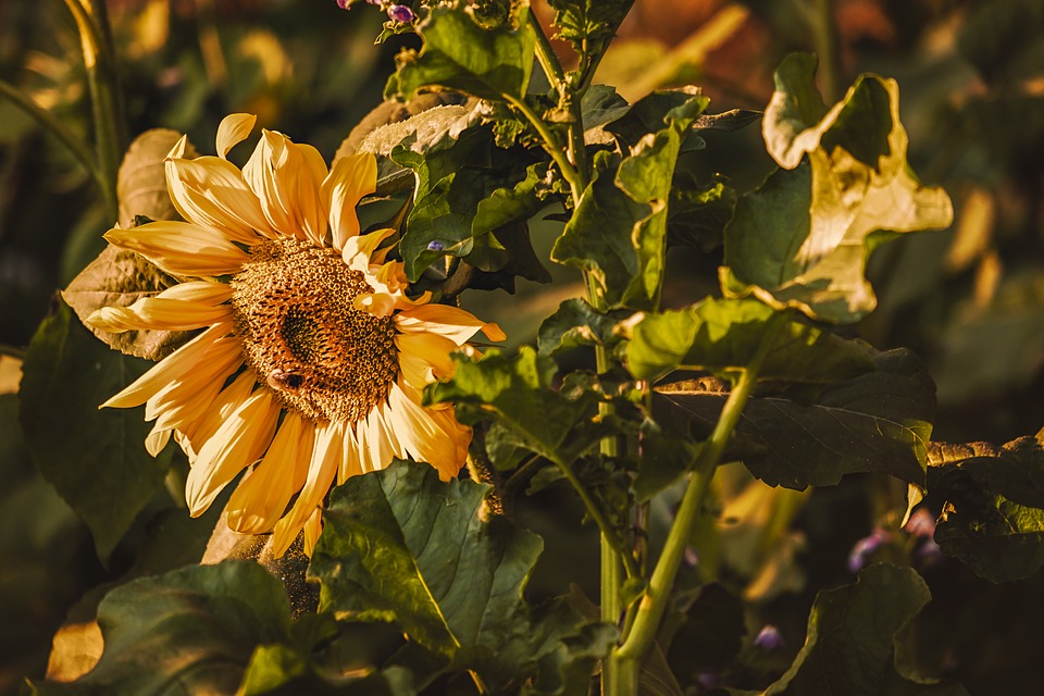 Pollen de fleur : un produit très bénéfique