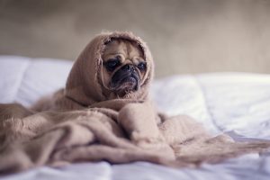 Vomissement chien : comment réagir quand le vomi est jaune ?