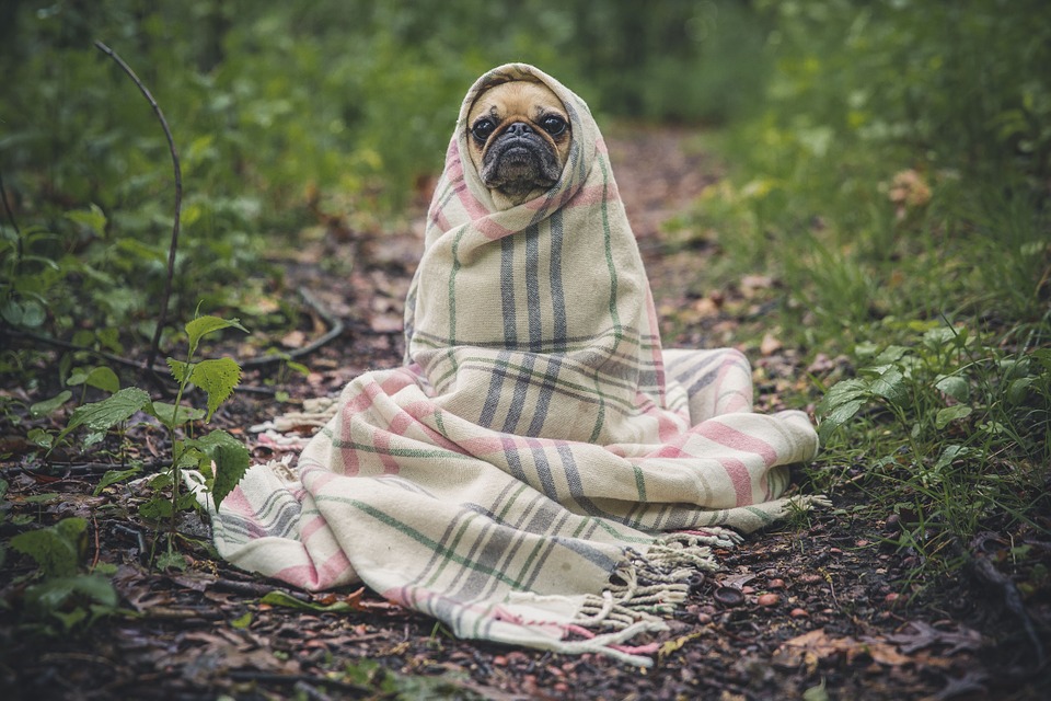 Température chien : comment reconnaître la fièvre ?