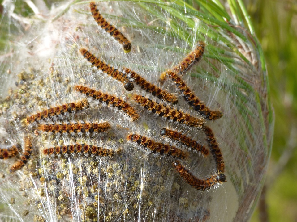 Piqûre chenille processionnaire : symptômes et traitements