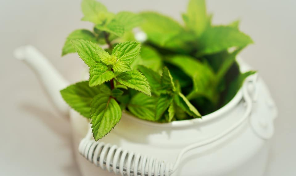 Vertus de la menthe : 5 bonnes raisons d’en manger