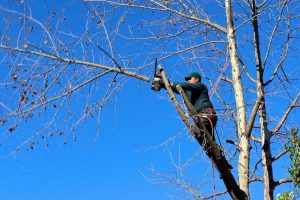 Élaguer un arbre : pourquoi devriez vous passer à l’élagage d’un arbre ?