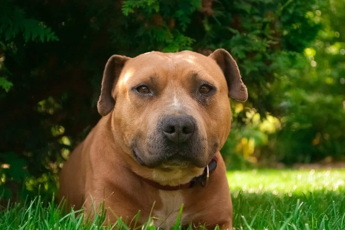 Complémentaire santé pour chien catégorie 1