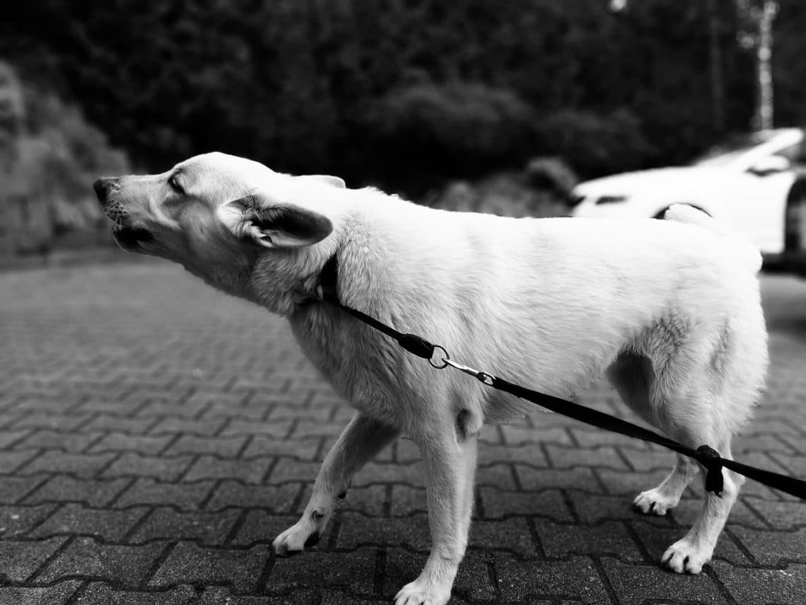 Une assurance adaptée à votre chien