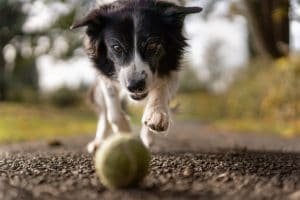 Comment faire taire un chien : comment réussir à faire taire son chien ?