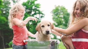 Assurance animaux de compagnie : vous avez un animal domestique ?