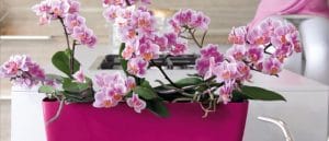 Pot pour orchidée : l’essentiel à savoir
