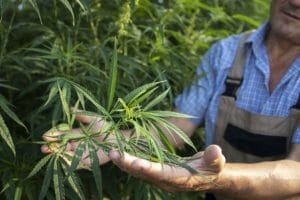 Choisir la fleur de CBD de meilleure qualité