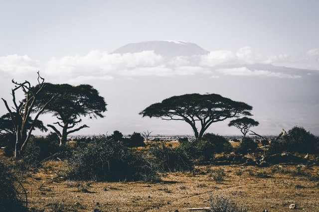 safari tanzanie