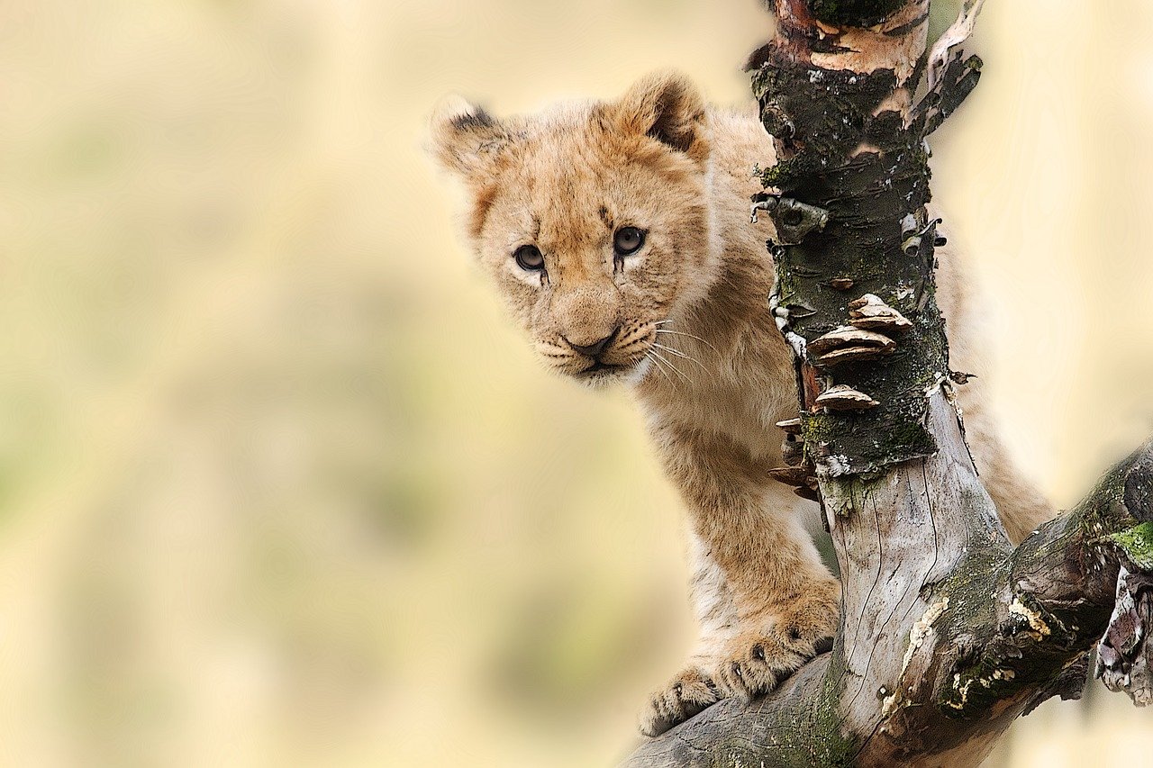 Voyage en Tanzanie