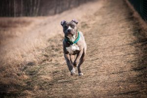 Que choisir entre un american staffordshire terrier femelle ou male ?