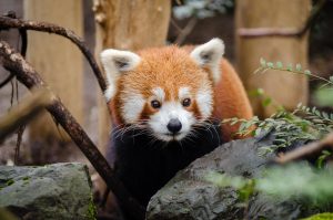 Comment trouver un kigurumi panda pour enfant ?