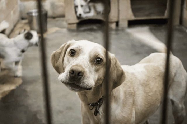  chien dans un cage