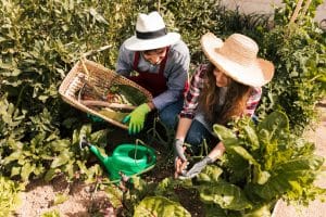 Comment démarrer un petit potager dans son jardin ?