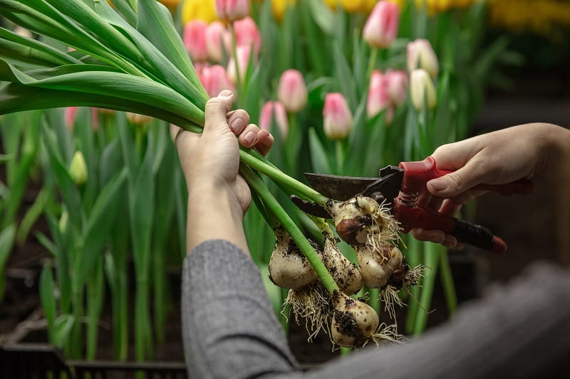 Bulbes de Tulipes : Guide Complet sur la Façon de les Cultiver à la Maison
