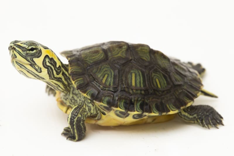 Tortoise : définition et significations de ce mot en français et en anglais